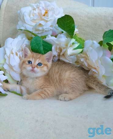 ЗОЛОТАЯ ШИНШИЛЛА шотландские котята, фотография 5
