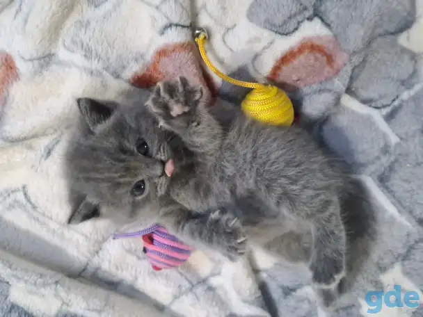 Британские короткошерстные котята, фотография 4