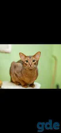Вязка Абиссинского кота., фотография 1