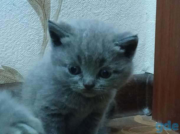Британские котята, фотография 1
