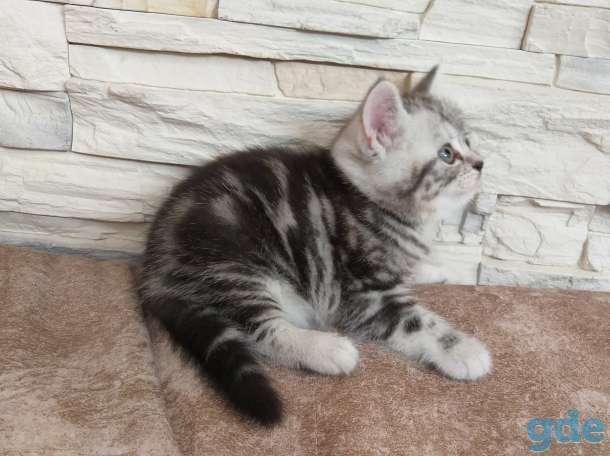 Шотландские котята, фотография 3