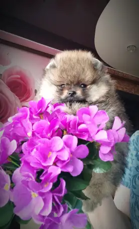 Померанский шпиц щенки. Мини мишки, фотография 4