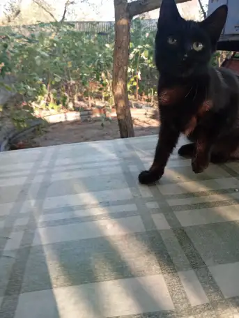 Котенок в дар, фотография 8