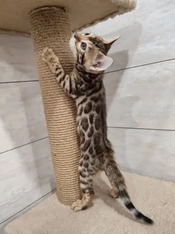 Бенгальские котята девочка, фотография 4