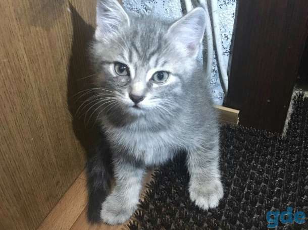 подарю котят, фотография 2