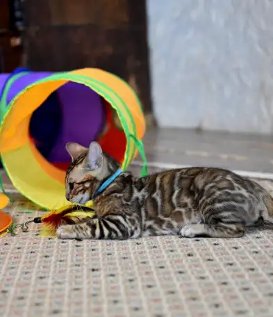 Элитные Бенгальские котята, фотография 3