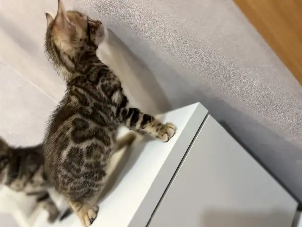 Бенгальские котята, фотография 6