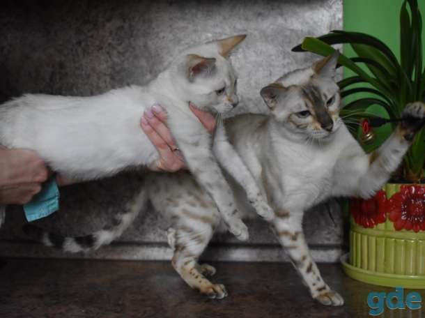 Бенгальский Бенгальские котята, фотография 8