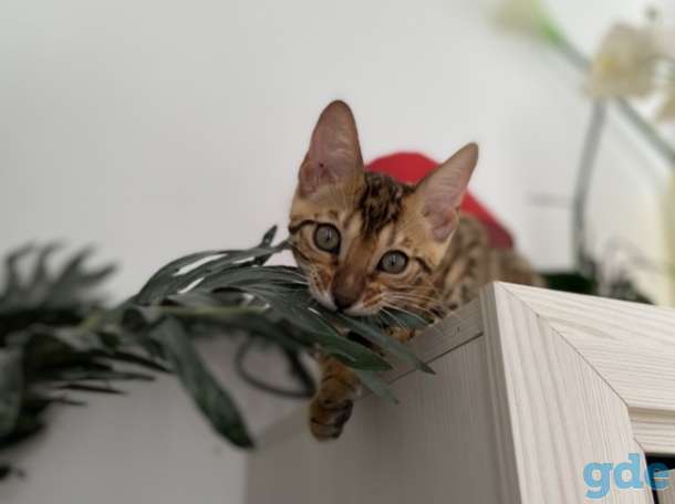 Бенгальская кошка, фотография 8