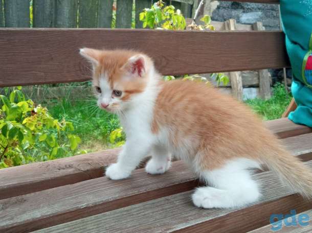 Котенок, фотография 4