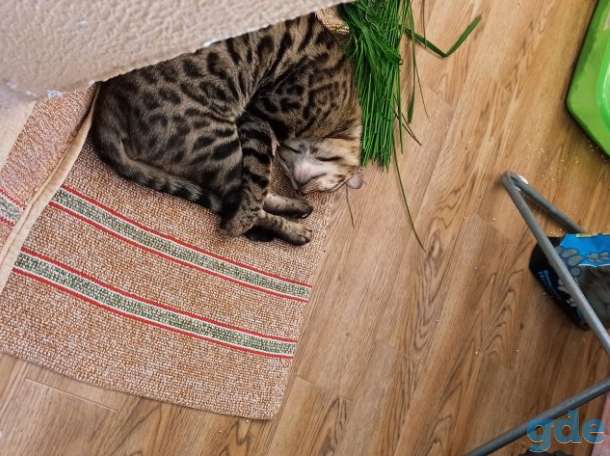 Бенгальский кот, фотография 5