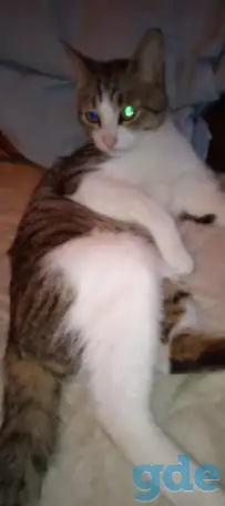 Отдадим отличного молодого кота., фотография 2