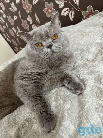 Шотландские котята, фотография 8