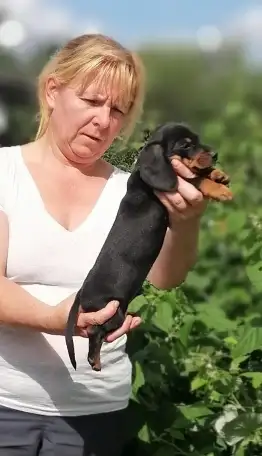 Щенок таксы стандартной гладкошерстной, классический, фотография 2