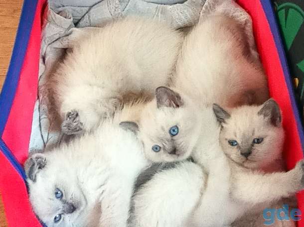 Котята шотландские, фотография 3