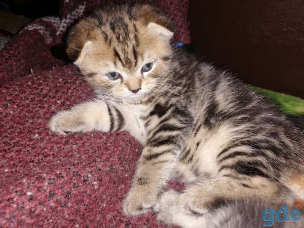 Шотландские котята, фотография 3