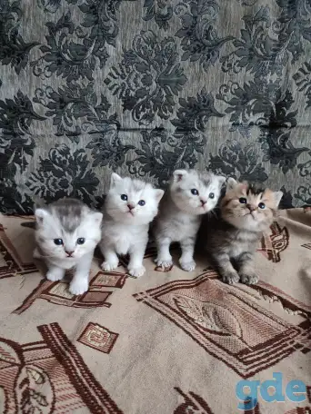 Продажа шотландских котят, фотография 1