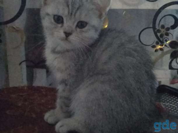 Шотландские котята, фотография 1