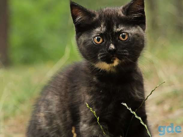 Британский котенок дымчатого окраса, фотография 3