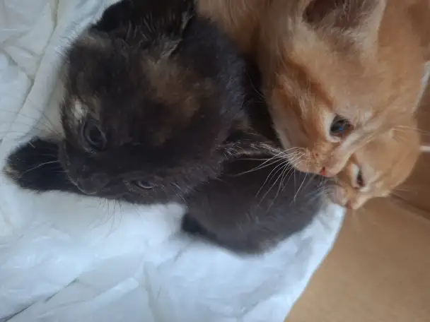 Котята в добрые руки, фотография 1