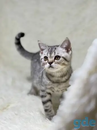 Котенок шотландский прямоухий, кот, окрас SFS 71 ns24, серебро, фотография 1