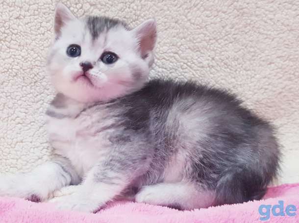 Котятки шиншиллятки,шотландские девочки., фотография 5