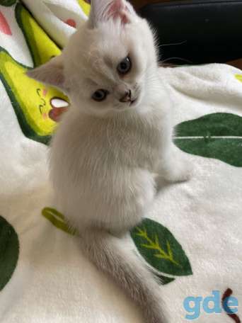 Шотландские котята, фотография 2