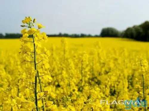 РАПС, фотография 1