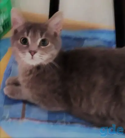 Котята в дар, в добрые руки, фотография 3