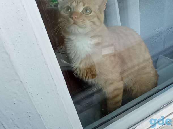 Котёнок в дар, фотография 4