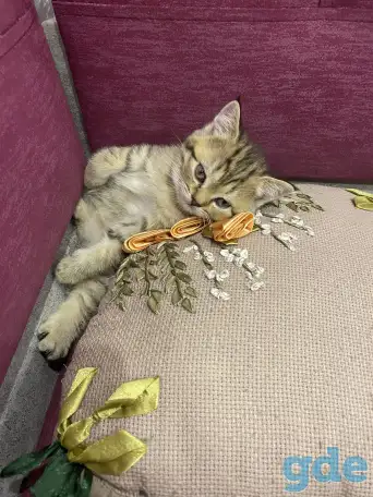 Котята, фотография 1