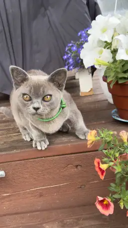 Котенок Европейской Бурмы голубого окраса, фотография 8