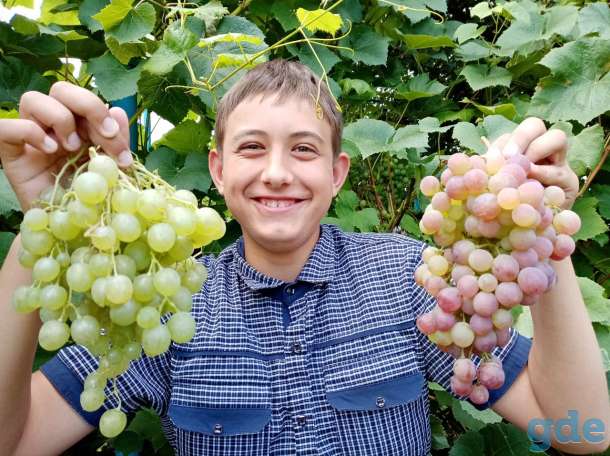 Продам саженцы винограда, фотография 3
