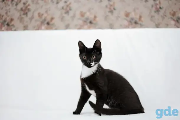 Черно-белый котенок Эльф ищет дом!, фотография 2