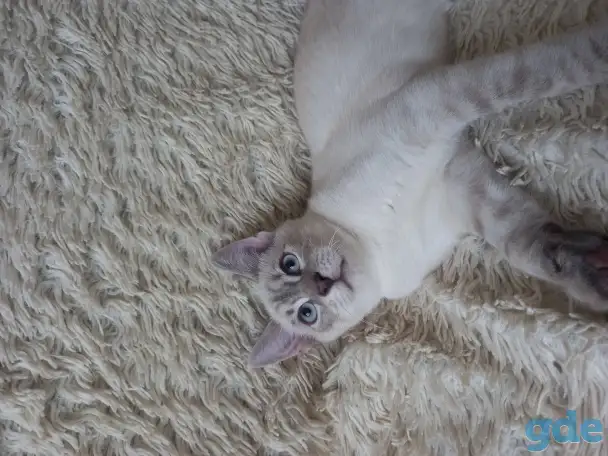Котята в добрые руки, фотография 3