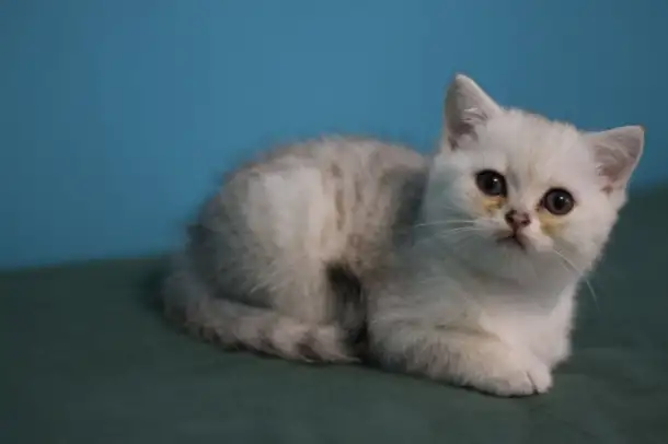 Шотландские котята, фотография 6