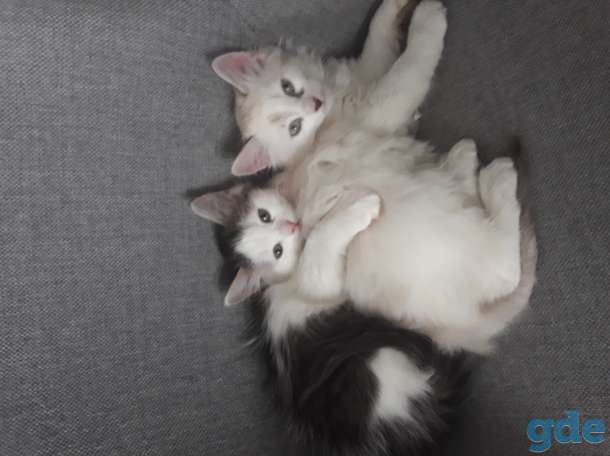 Отдам котят, фотография 1
