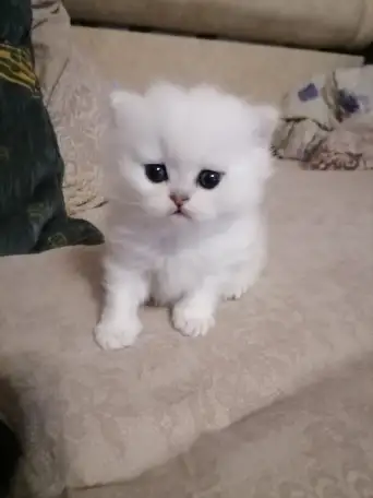 Продажа шотландского котенка, фотография 2