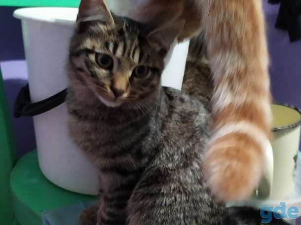 Котята в дар, фотография 6