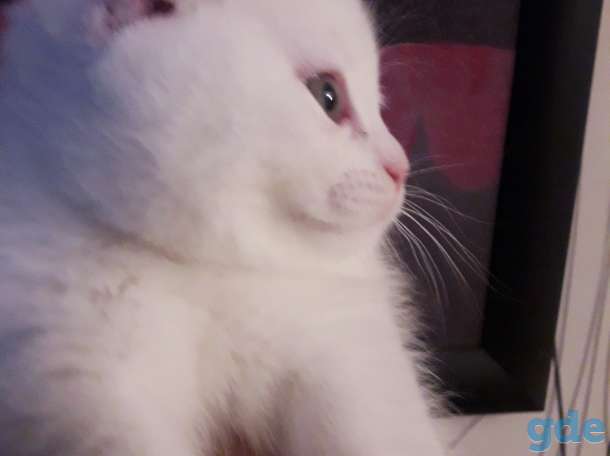 Шотландский котёнок, фотография 1