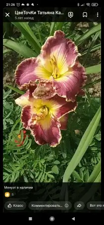 Многолетние цветы, фотография 3