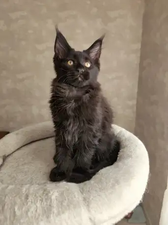 Котятa Мейн Куны из серцифицированного питомника, фотография 4