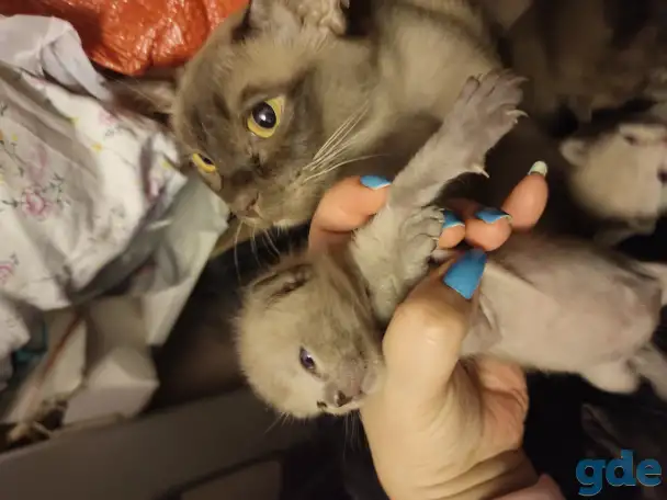 Бурма котята, фотография 3