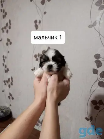 Продаются щенки ши тцу, фотография 3