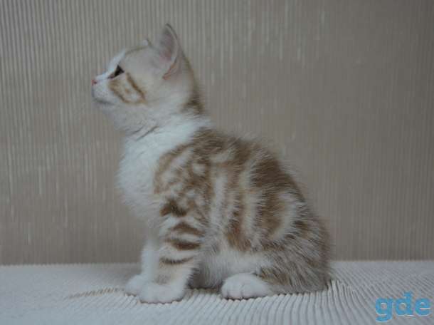 Шотландский котенок, фотография 3