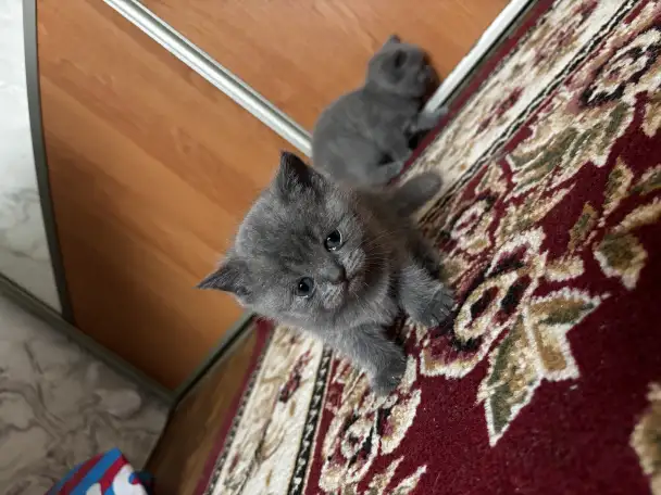 Котята шотландские, фотография 7
