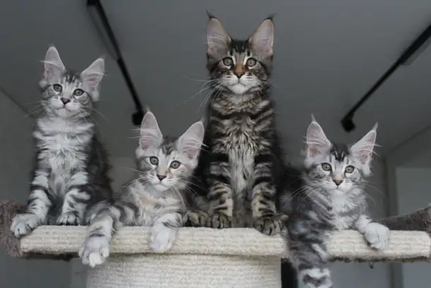 Котята мейн кун!, фотография 3