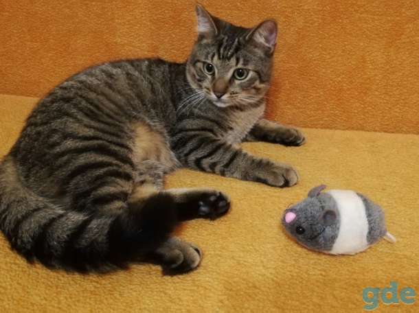 Котик Пуська ищет дом!, фотография 8