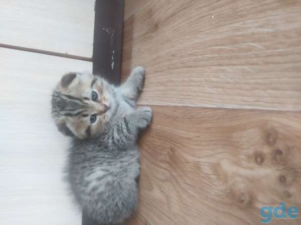 Британские котята, фотография 4