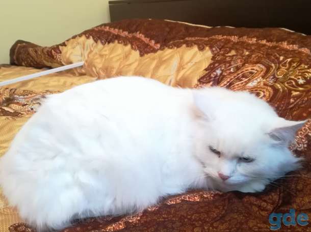 Кот и кошка в дар, фотография 1